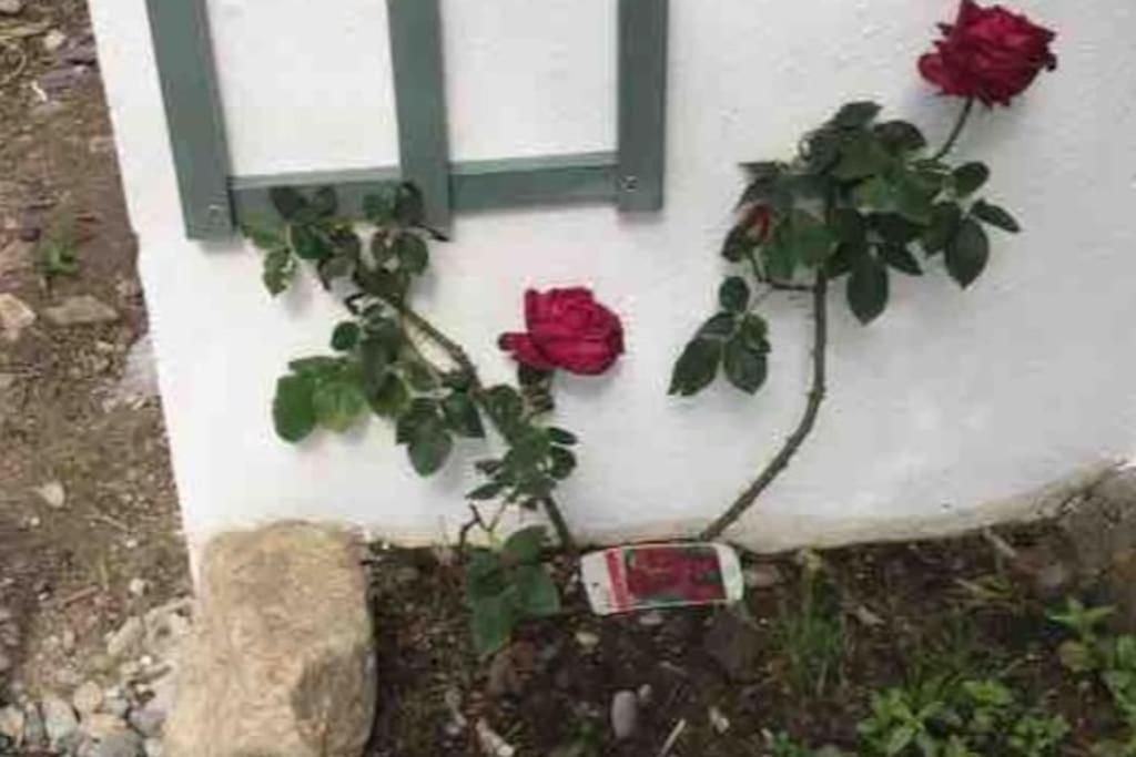 דאנדלק An Bothan-Cosy Cottage In The Cooley Mountains מראה חיצוני תמונה